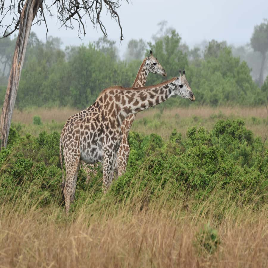 3-Day Awesome Mikumi Safari – From and Back to Zanzibar - Camp Lilac Mikumi and the Value of a Proper Rest