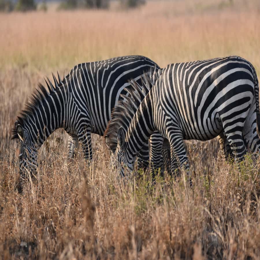 3-Day Awesome Mikumi Safari – From and Back to Zanzibar - Day Two: Eight Hours Among Mikumi’s Big Animals