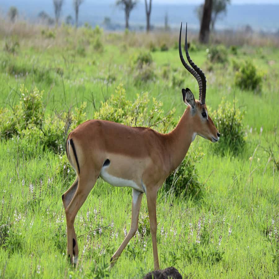 3-Day Awesome Mikumi Safari – From and Back to Zanzibar - Day Three: Returning Through Morogoro to Zanzibar