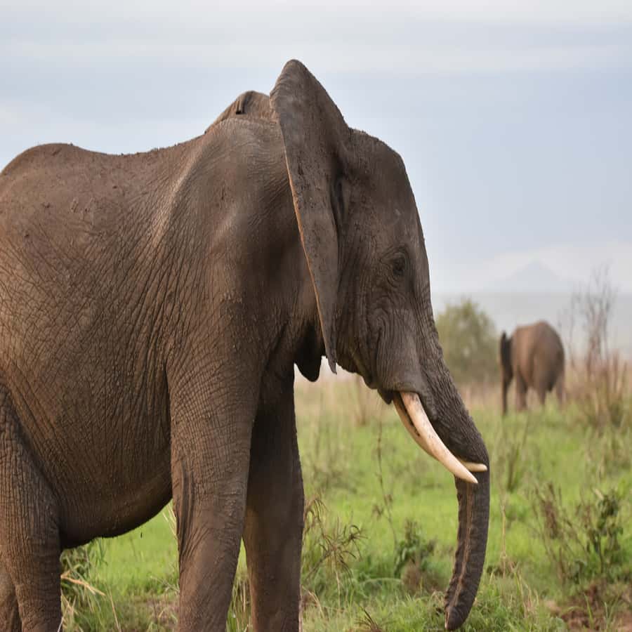 3-Day Awesome Mikumi Safari – From and Back to Zanzibar - Guide Quality and Personal Service