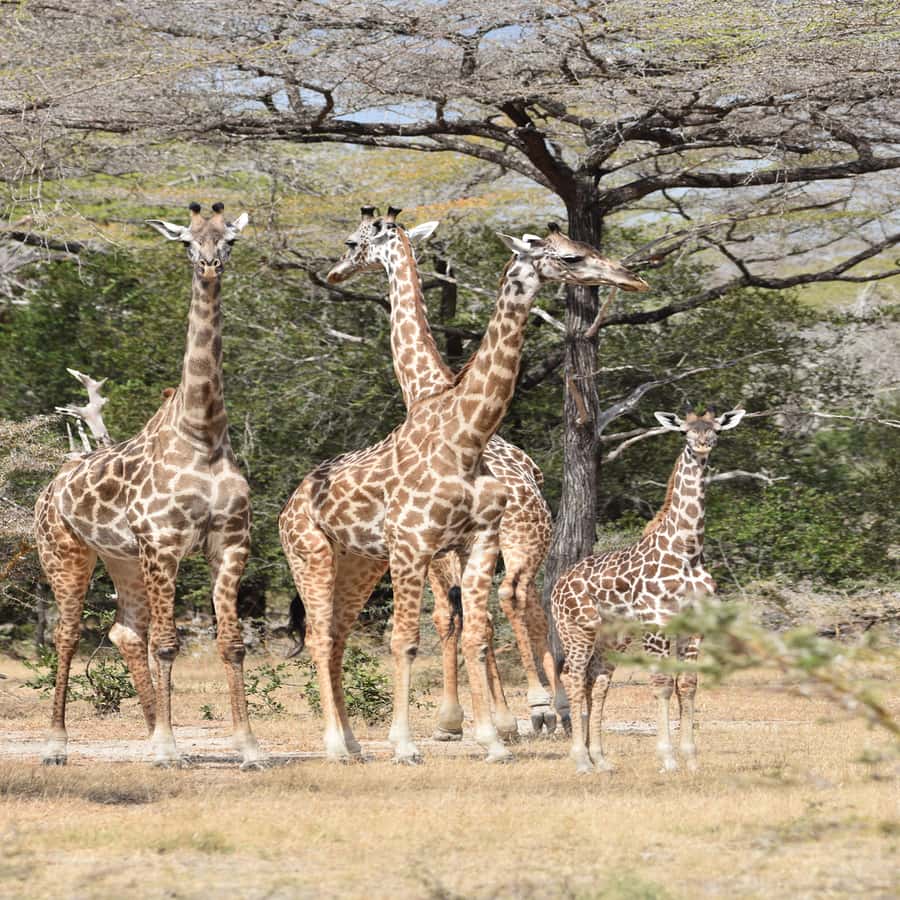 3-Day Awesome Mikumi Safari – From and Back to Zanzibar - What To Bring for a Better Safari