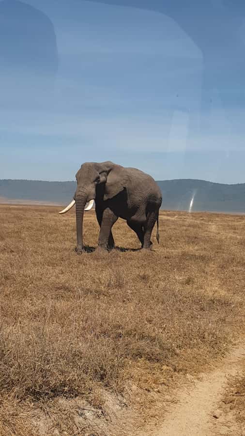 3 Day Budget Shared Safari To Serengeti & Ngorongoro Crater - Why this safari offers solid value at $829