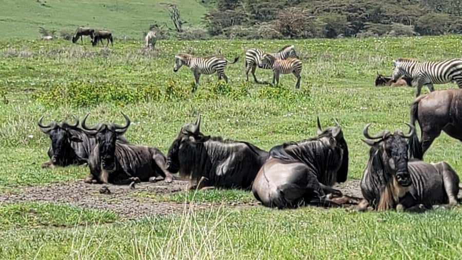 3 Day Budget Shared Safari To Serengeti & Ngorongoro Crater - A full Serengeti day with about ten hours of viewing