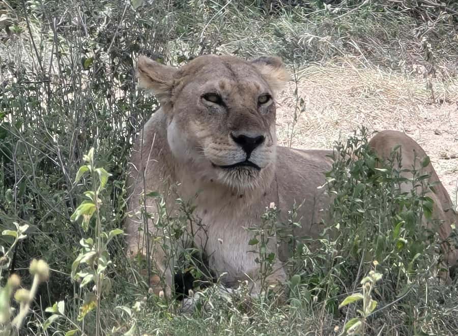 3 Day Budget Shared Safari To Serengeti & Ngorongoro Crater - Food, guiding, and communication