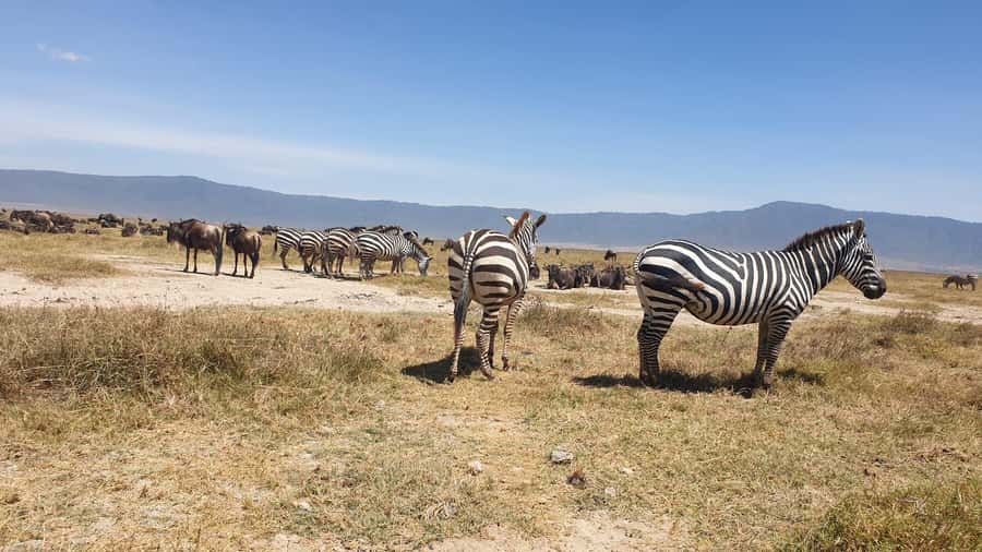 3 Day Budget Shared Safari To Serengeti & Ngorongoro Crater - The early road from Arusha to Serengeti