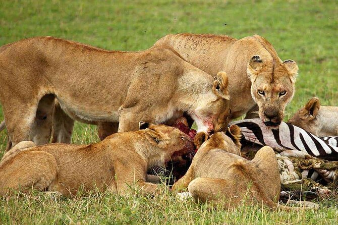 3-Day Camping Safari Tarangire, Lake Manyara & Ngorongoro crater - Tarangire: baobabs and elephants before the ride home