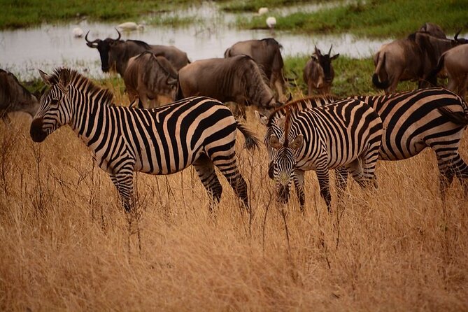 3-Day Camping Safari Tarangire, Lake Manyara & Ngorongoro crater - Timing, transport, and group size