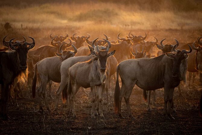 3-Day Camping Safari Tarangire, Lake Manyara & Ngorongoro crater - Ngorongoro Crater: five hours on a remarkable wildlife floor
