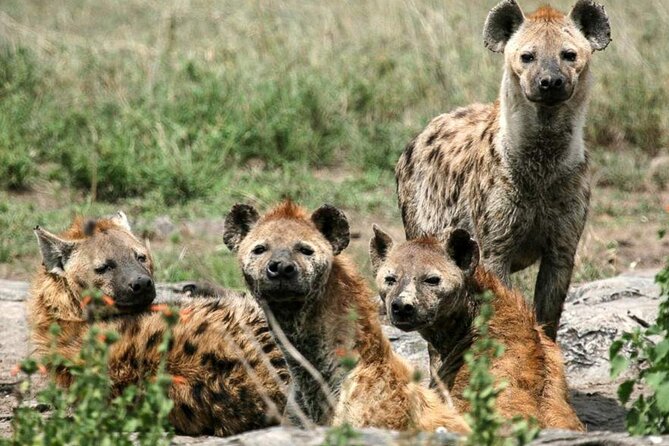 3 Day Classic, Guided Serengeti Safari - Key points to know before booking
