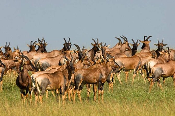 3 Day Classic, Guided Serengeti Safari - Day one: leaving Arusha for the Serengeti