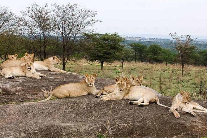 3 Day Classic, Guided Serengeti Safari - Practical details before you reserve