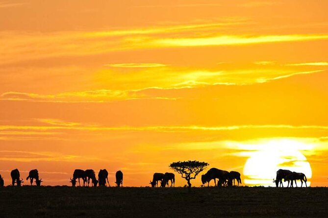 3 Day Classic, Guided Serengeti Safari - Day two: the one full day for wildlife