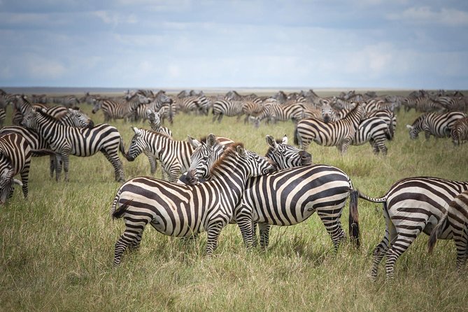 3-Day Classic Serengeti Safari - Day 2: Eight hours across the Serengeti plains