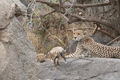 3-Day Classic Serengeti Safari