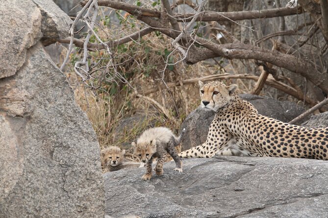 3-Day Classic Serengeti Safari - Day 1: From Arusha to the afternoon Serengeti drive