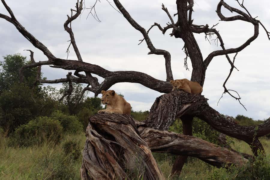 3-Day Experience Wildlife and Hot Air Balloon Adventures - Key things to know before booking