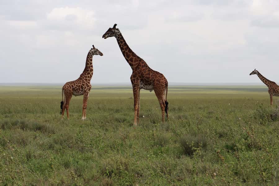 3-Day Experience Wildlife and Hot Air Balloon Adventures - Why this short safari works