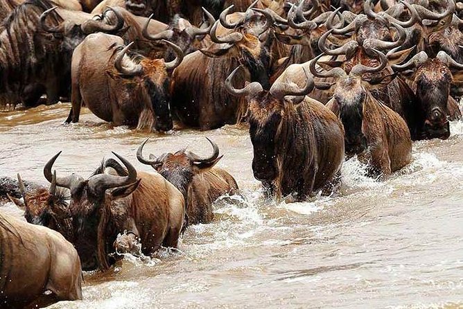 3 Day Joined Group Mid-range Safari Serengeti and Ngorongoro National Park - Day one: From Arusha to the southern Serengeti