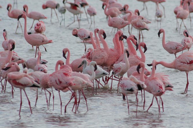 3 Day Joined Group Mid-range Safari Serengeti and Ngorongoro National Park - Day three: Wildlife on the crater floor