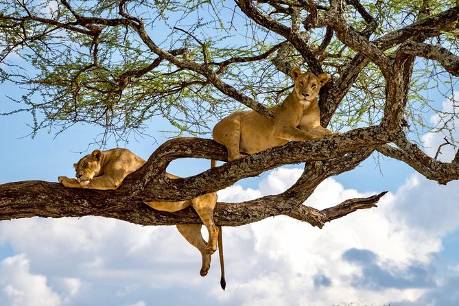 3 Day Joined Group Mid-range Safari Serengeti and Ngorongoro National Park - The Lake Manyara question