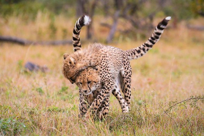 3 Day Lake Manyara, Ngorongoro crater, Tarangire Safari - Guides, group size, and the feel of the drive