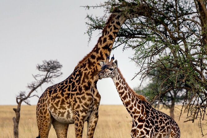3-Day Luxury Safari Private Tour Tarangire and Ngorongoro - Why this short safari works from Arusha