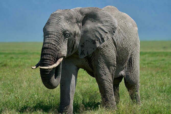 3-Day Luxury Safari Private Tour Tarangire and Ngorongoro - Tarangire’s baobabs and elephant country