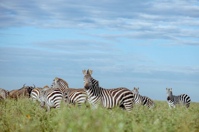 3-Day Manyara, Tarangire and Ngorongoro Crater - Three parks, three different safari moods