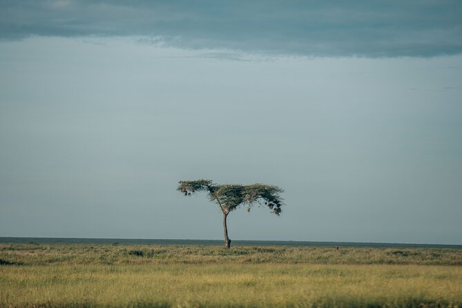 3-Day Manyara, Tarangire and Ngorongoro Crater - Day 2: Ngorongoro Crater and Lake Magadi