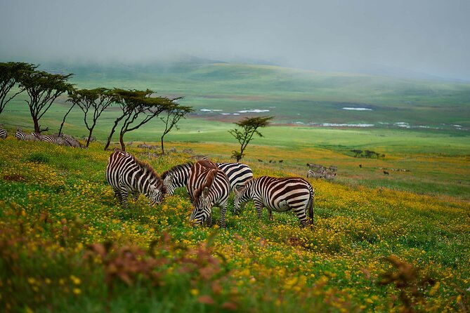 3-Day Manyara, Tarangire and Ngorongoro Crater - Day 3: Tarangire’s elephants and baobabs