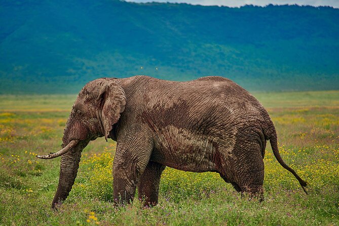 3-Day Manyara, Tarangire and Ngorongoro Crater - What the $1,280 price really covers
