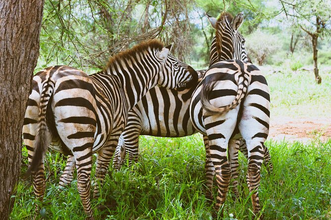 3-Day Manyara, Tarangire and Ngorongoro Crater - Food, water, and daily comfort