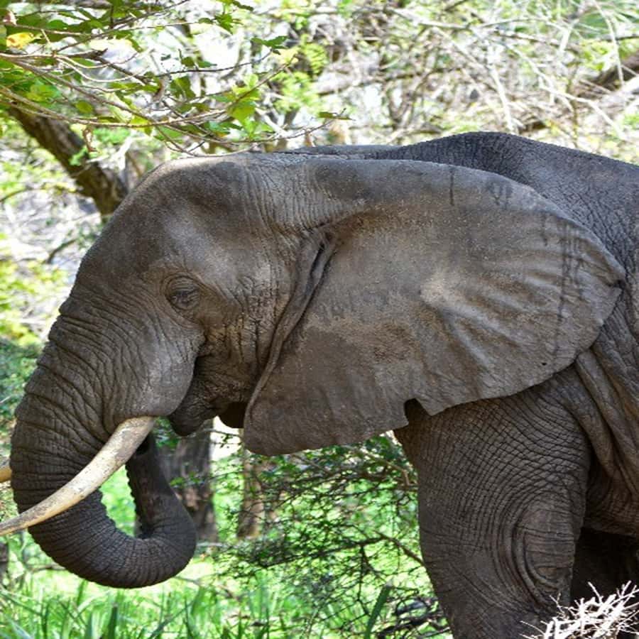 3-Day Mikumi Adventure Safari - Why Mikumi Works for a Short Safari