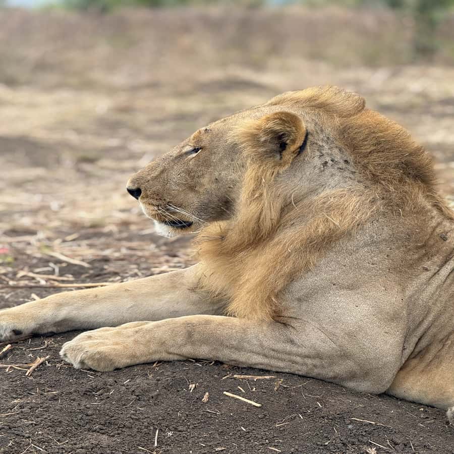 3-Day Mikumi Adventure Safari - Day Two: A Full Game Drive in Mikumi