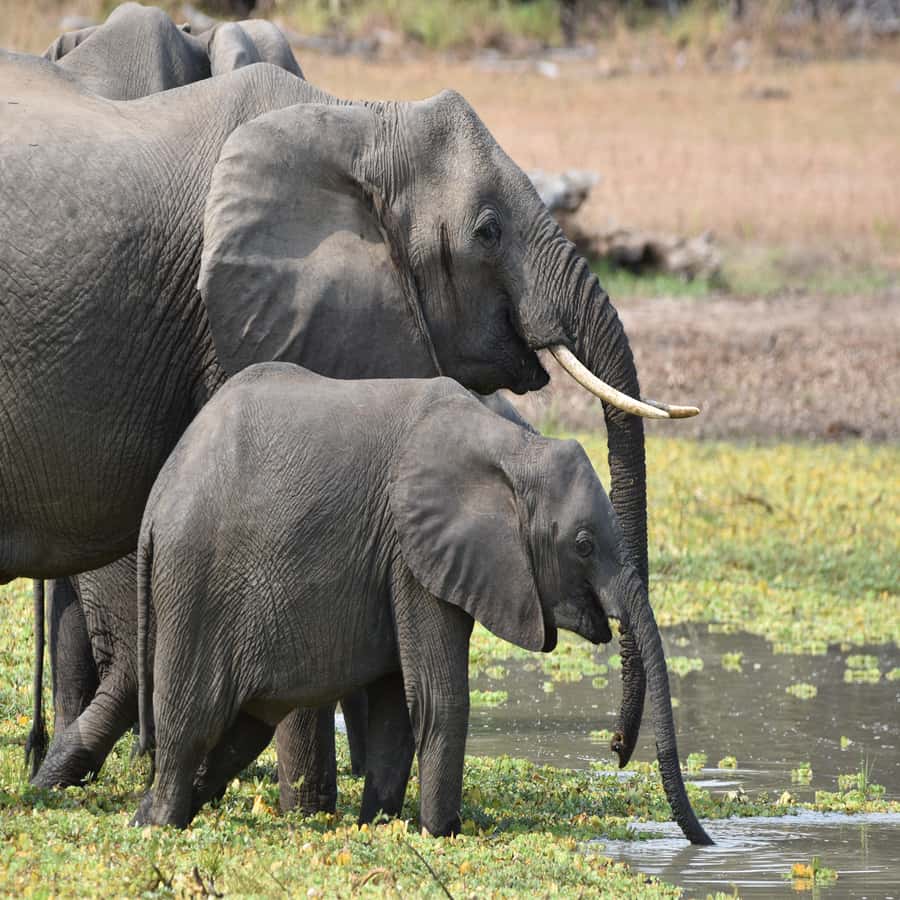 3-Day Mikumi Adventure Safari - Languages, Flexibility, and Booking Conditions