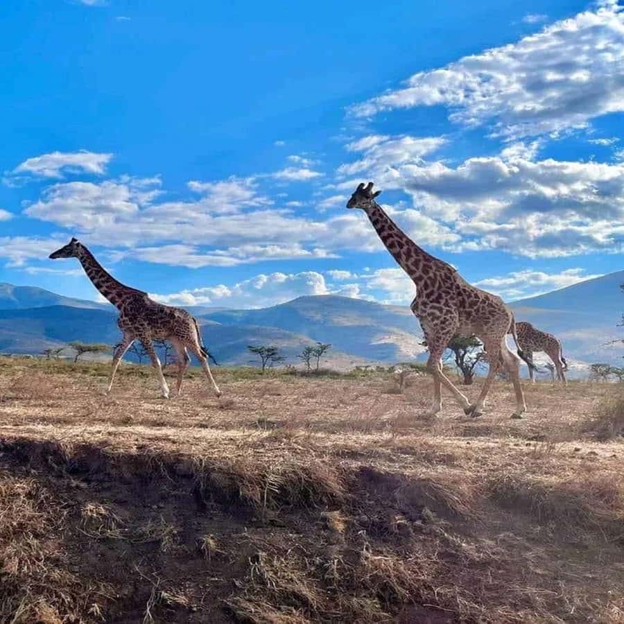 3-Day Mikumi Adventure Safari - Who Should Choose This Mikumi Safari?