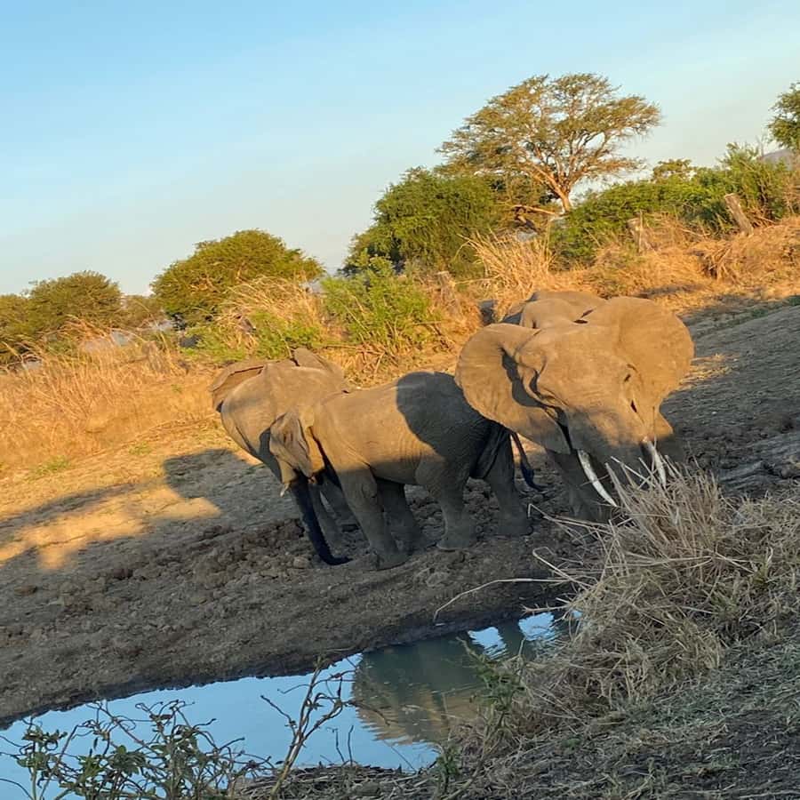 3-Day Mikumi Adventure Safari - Should You Book the 3-Day Mikumi Adventure?