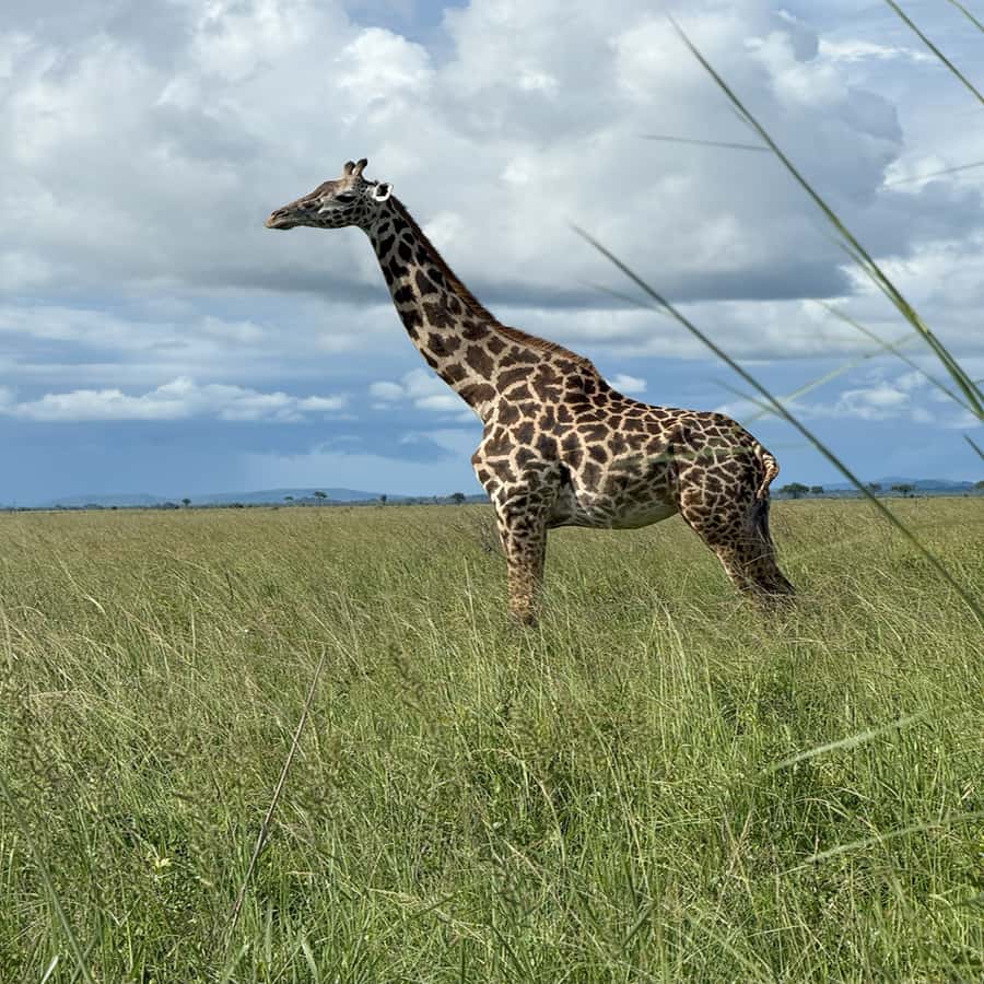 3-Day Mikumi Adventure Safari - FAQ