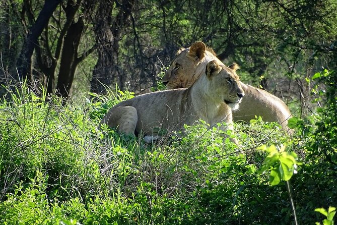 3-Day Ngorongoro Crater Manyara and Tarangire Safari from Arusha - Day 2: The Ngorongoro Crater wildlife circuit