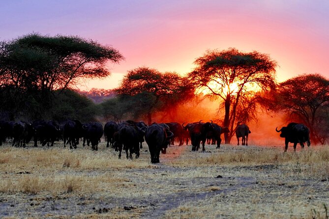 3-Day Ngorongoro Crater Manyara and Tarangire Safari from Arusha - Guides, drivers, and the value of good spotting