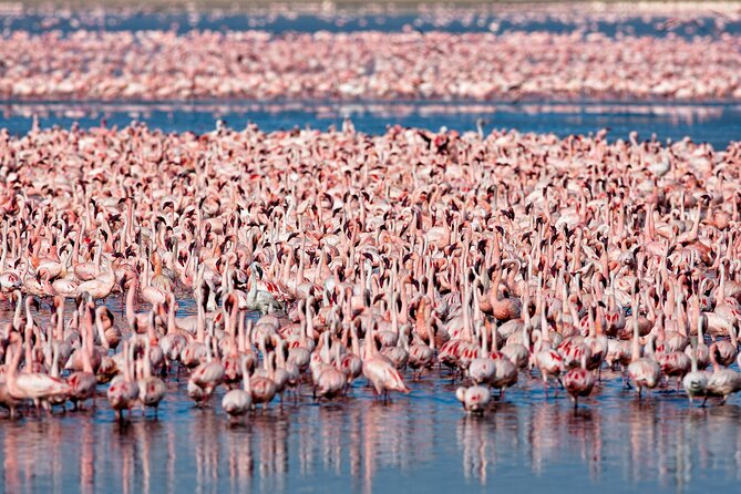 3-Day Private Safari to Lake Manyara, Tarangire & Ngorongoro - Goldfinch Adventures and the human side of the trip