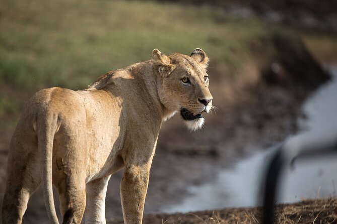 3 Day Private Serengeti Safari Tour with One Way Flight - Why the Arusha to Serengeti flight matters
