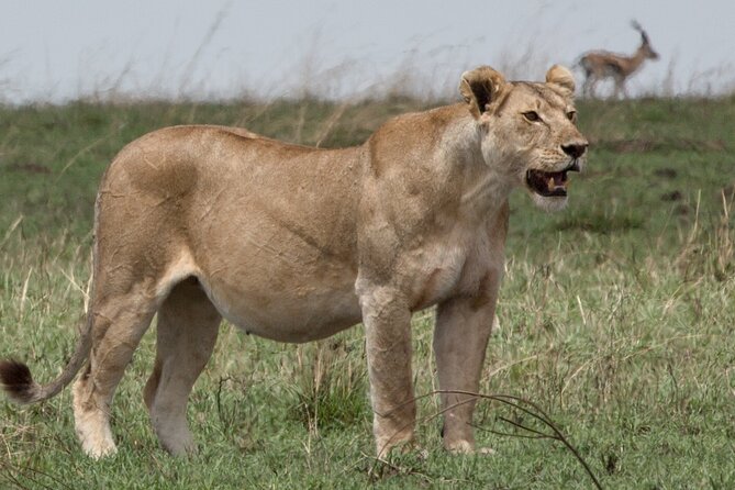3 Day Private Serengeti Safari Tour with One Way Flight - Day 3: Ngorongoro Crater’s wildlife bowl