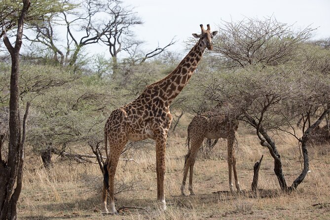 3 Day Private Serengeti Safari Tour with One Way Flight - What a private safari changes
