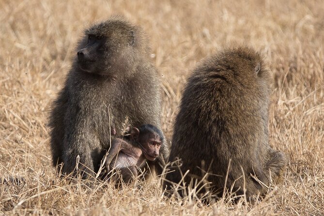 3 Day Private Serengeti Safari Tour with One Way Flight - Comfort, meals, and the pace