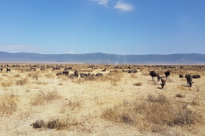 3 Day Safari from Arusha: Serengeti and Ngorongoro - Day two: a morning drive, then toward Ngorongoro