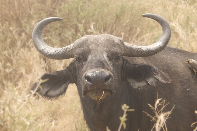 3 Day Safari from Arusha: Serengeti and Ngorongoro - Is $1,460.52 a fair safari price?