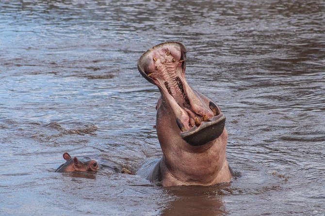 3 Day Safari from Arusha: Serengeti and Ngorongoro - The first night: what the included lodging means