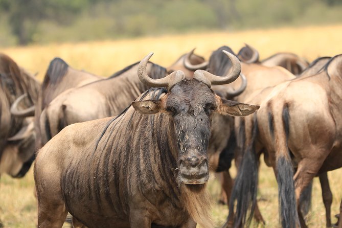 3-Day Safari in Serengeti & Ngorongoro(Mid-range) - Why this Serengeti and Ngorongoro pairing works