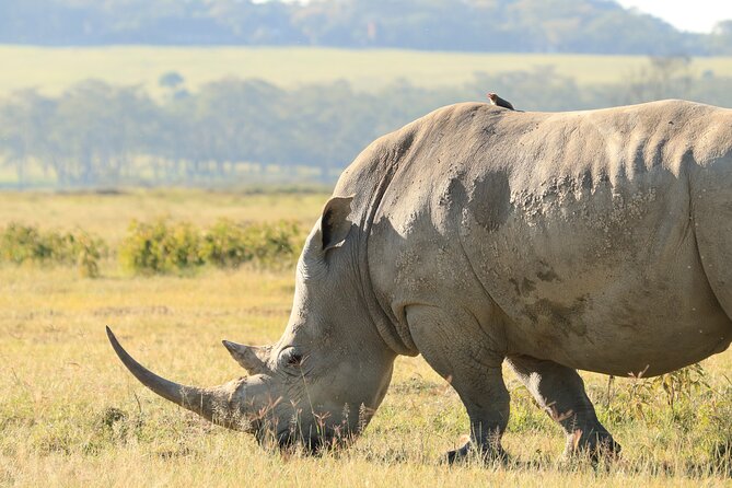 3-Day Safari in Serengeti & Ngorongoro(Mid-range) - The guide can shape the whole experience